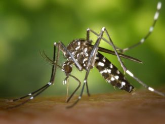 Jak radzić sobie z ukąszeniami komarów?